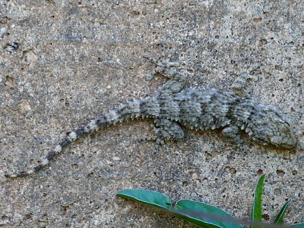 Dragó comú  - Josep M. Palau Garrabou