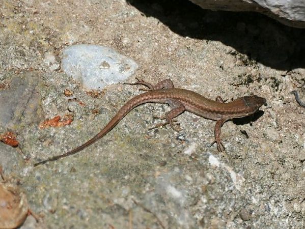 Sargantana iberoprovençal  - Josep M. Palau Garrabou