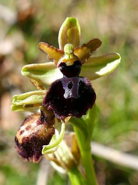 Ophrys passionis  - Josep M. Palau Garrabou
