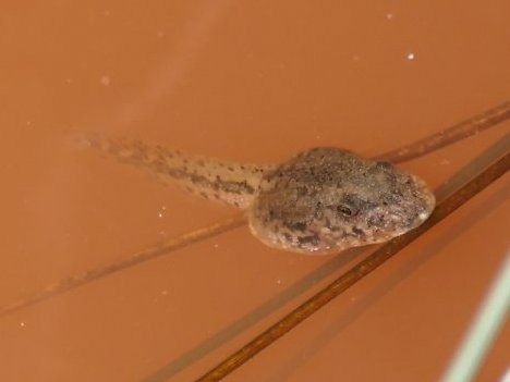 Granota verda  - Josep M. Palau Garrabou