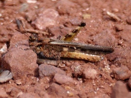 Llagosta d’ales vermelles esvelta  - Josep M. Palau Garrabou