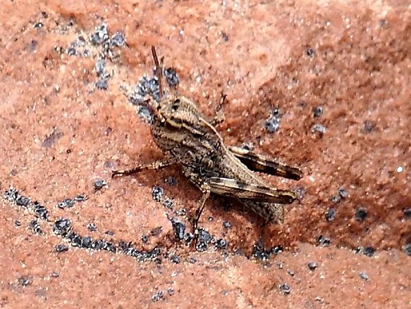 Llagosta migradora indeterminada  - Josep M. Palau Garrabou