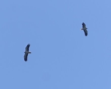 Aufrany  - Xavier Rodríguez Cervelló