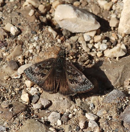 Fúria  - Josep Ignasi Tejedor Boned