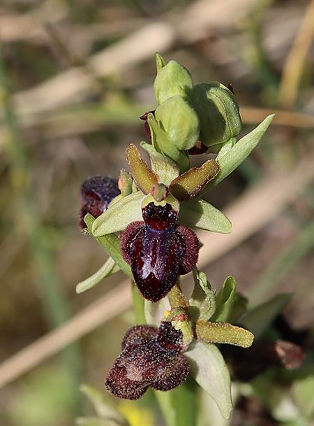 Ophrys passionis  - Josep Ignasi Tejedor Boned