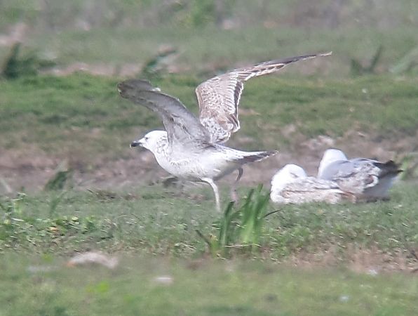 Gavià caspi  - Guillem Saguer Parés