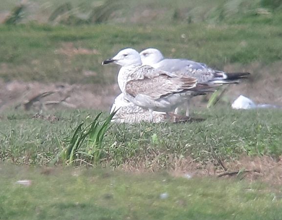 Gavià caspi  - Guillem Saguer Parés