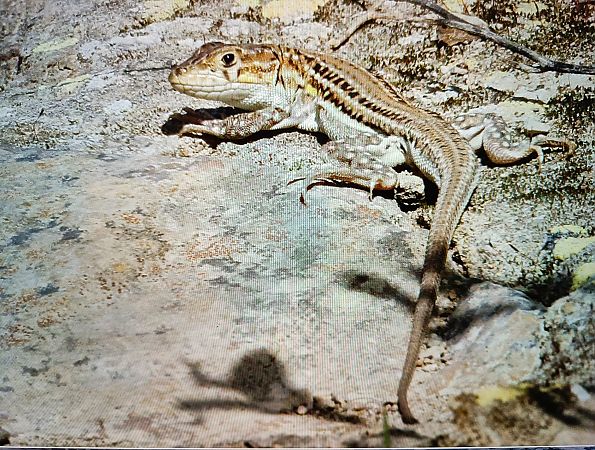 Sargantana cua-roja  - Thomas Kuppel