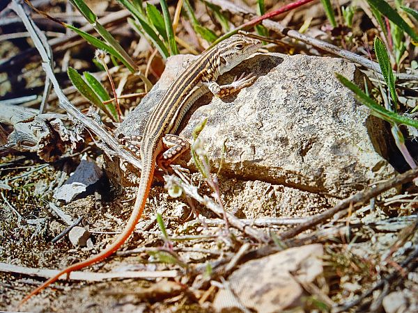 Sargantana cua-roja  - Thomas Kuppel