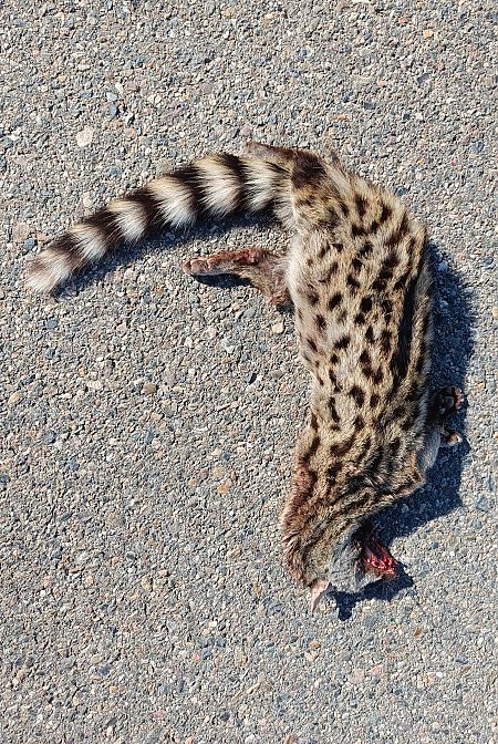 Geneta, gat mesquer  - Thomas Kuppel