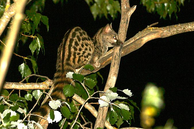 Geneta, gat mesquer  - Thomas Kuppel