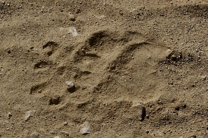 Toixó, teixó  - Thomas Kuppel