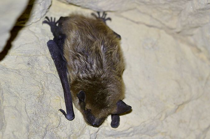 Ratpenat dels graners  - Thomas Kuppel