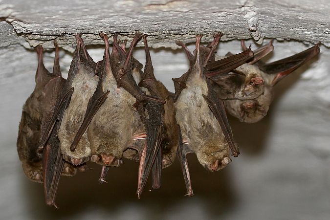 Quiròpter indeterminat  - Thomas Kuppel