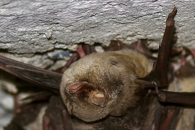 Quiròpter indeterminat  - Thomas Kuppel