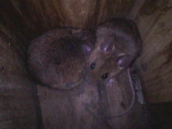 Ratolí (Apodemus)  - Voluntaris Eb Montseny Ico