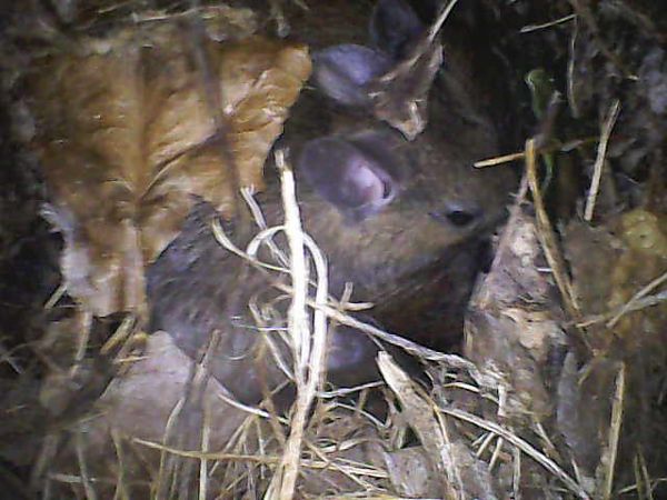 Ratolí (Apodemus)  - Voluntaris Eb Montseny Ico