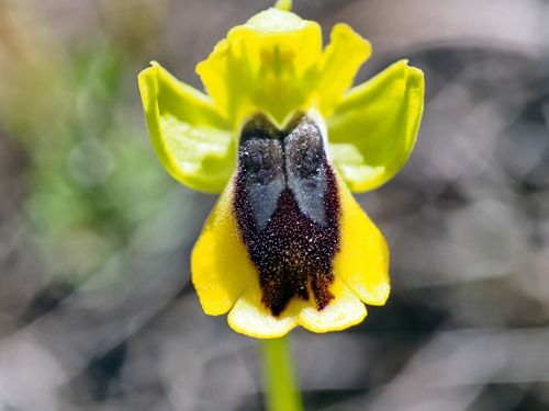 Ophrys lutea  - Ernest Gatell i Roset