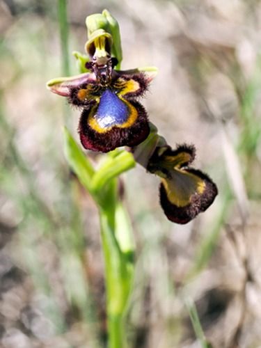 Ophrys speculum  - Ernest Gatell i Roset