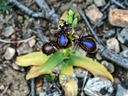 Ophrys speculum  - Ernest Gatell i Roset