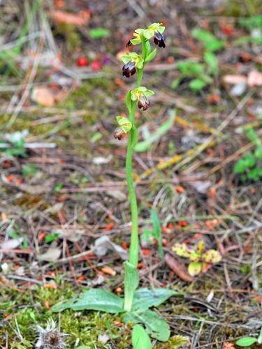 Ophrys forestieri  - Ernest Gatell i Roset