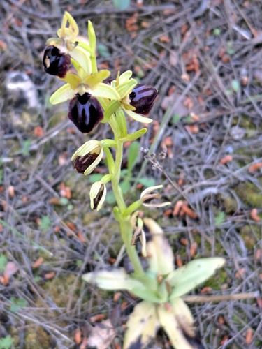 Ophrys passionis  - Ernest Gatell i Roset