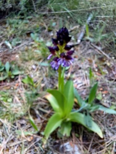 Orchis purpurea  - Ernest Gatell i Roset