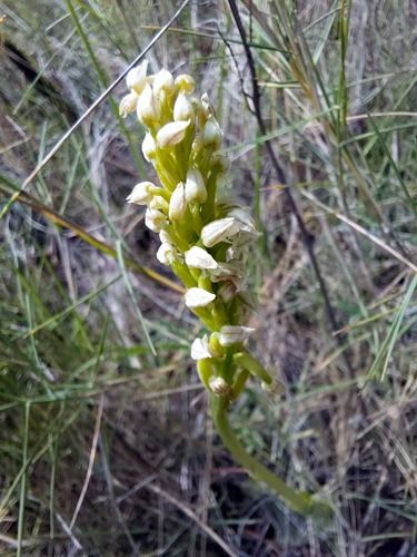 Neotinea maculata  - Ernest Gatell i Roset