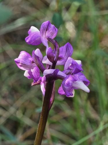 Anacamptis morio subsp. champagneuxii  - Ernest Gatell i Roset