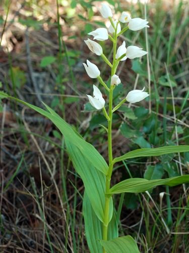 Cephalanthera longifolia  - Ernest Gatell i Roset