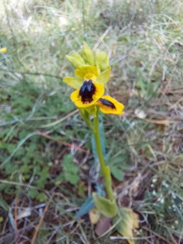 Ophrys lutea  - Ernest Gatell i Roset
