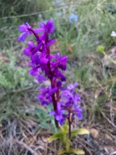 Orchis tenera  - Ernest Gatell i Roset