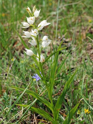Cephalanthera longifolia  - Ernest Gatell i Roset