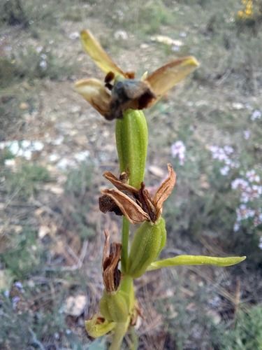 Ophrys forestieri  - Ernest Gatell i Roset