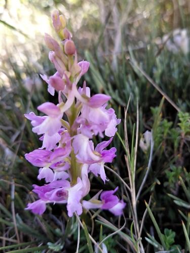 Orchis tenera  - Ernest Gatell i Roset