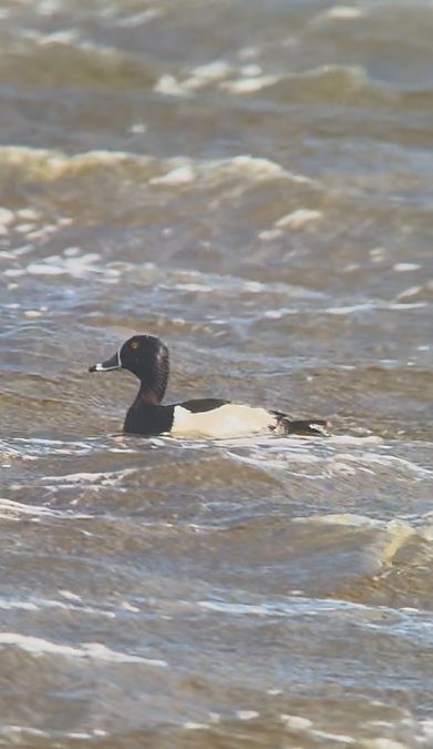 Morell de collar  - Miquel Condom