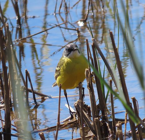 Cuereta groga  - Albert López Prat