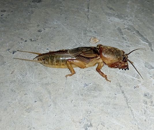 Grill cadell (gryllotalpa)  - Albert López Prat