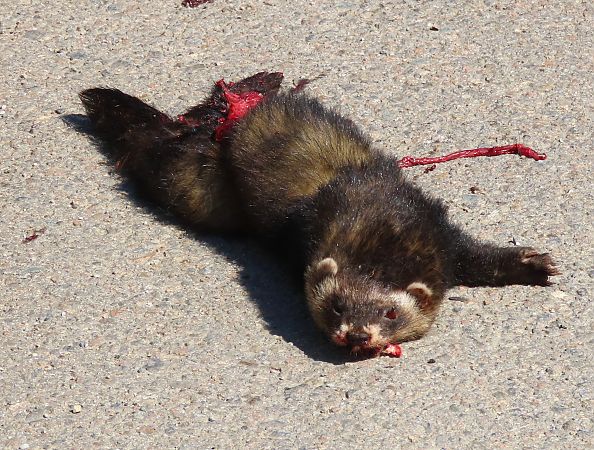 Turó europeu  - Albert López Prat