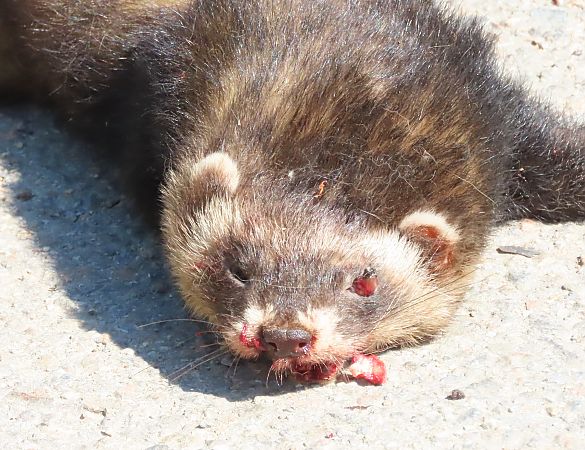 Turó europeu  - Albert López Prat