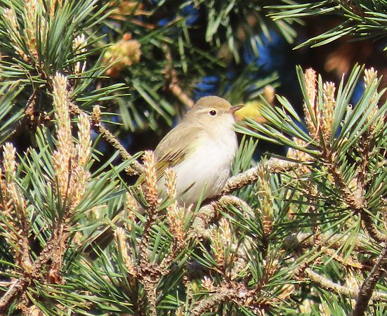 Mosquiter pàl·lid  - Albert López Prat