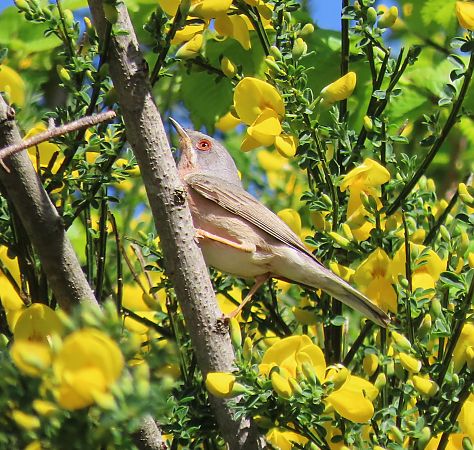Tallarol de garriga  - Albert López Prat