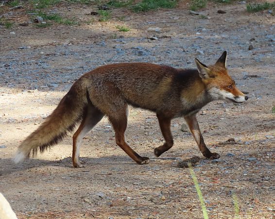 Guineu, guilla  - Albert López Prat