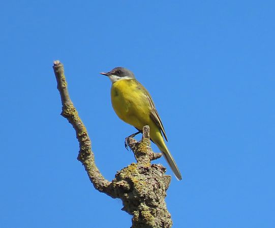 Cuereta groga  - Albert López Prat
