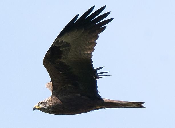 Milà negre  - Lluís Casilari