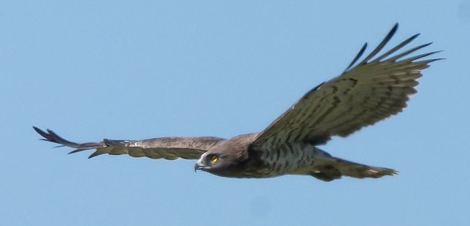 Àguila marcenca  - Lluís Casilari