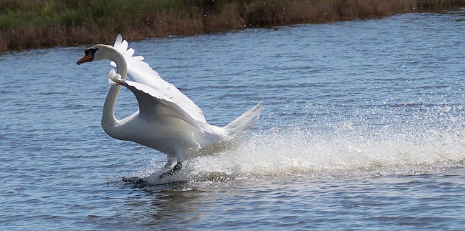 Cigne mut  - Lluís Casilari