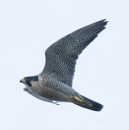 Falcó pelegrí  - Lluís Casilari