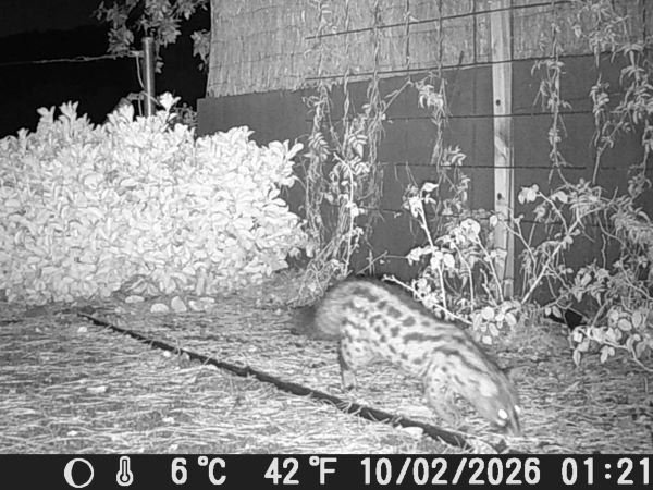 Geneta, gat mesquer  - Ignacio López González