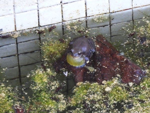 Reineta meridional  - Ignacio López González